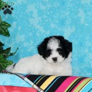 Jenny, Maltipoo Puppy